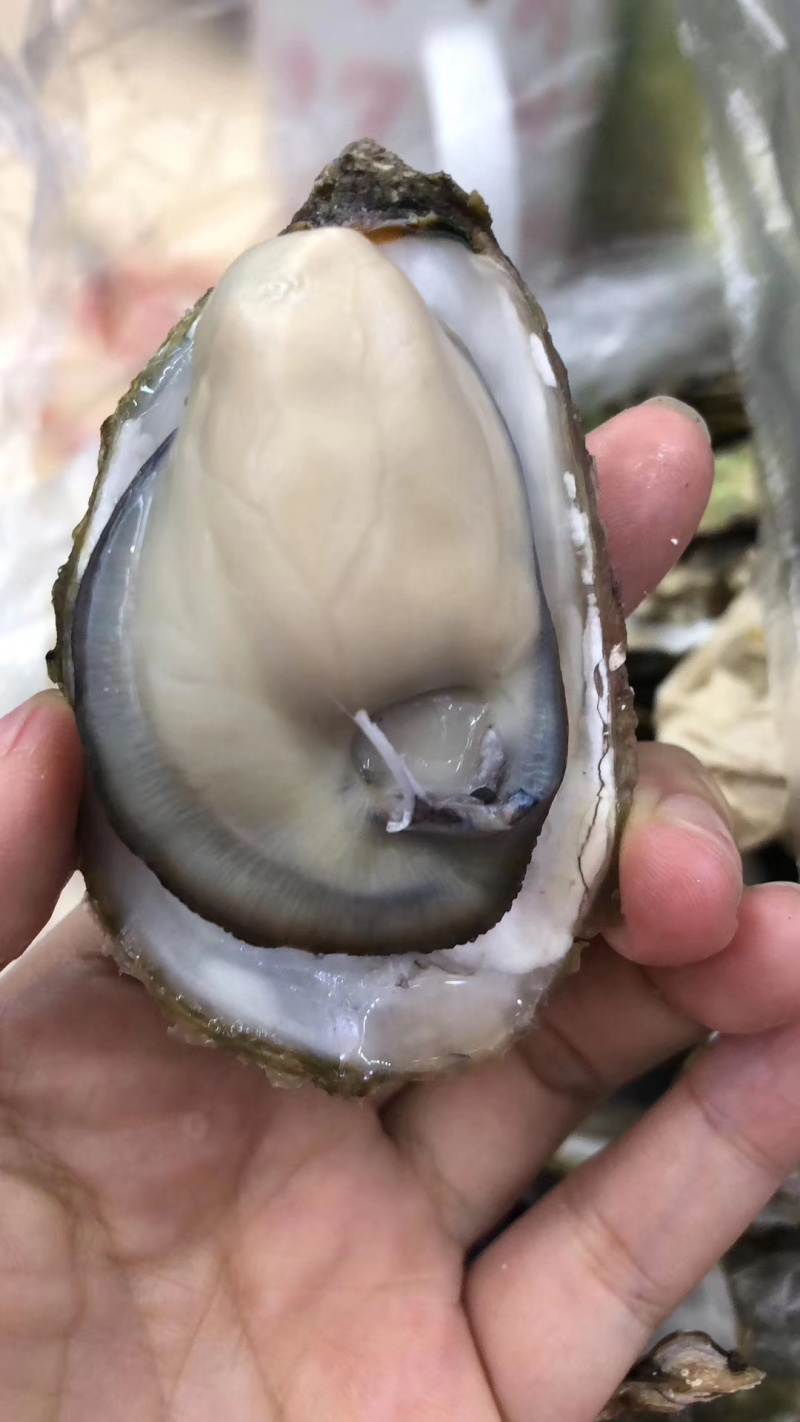 生蚝