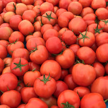 西红柿大量上市欢迎采购咨询