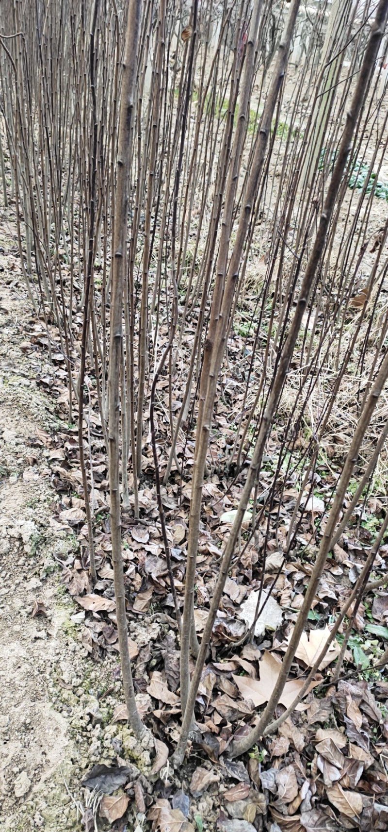 常年陕西紫叶李红叶李小苗