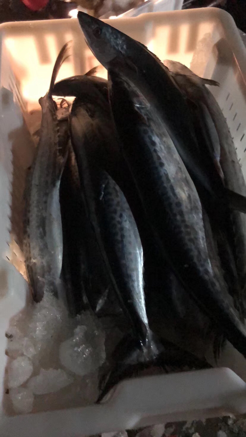 鲜马鲛鱼，春鲅鱼