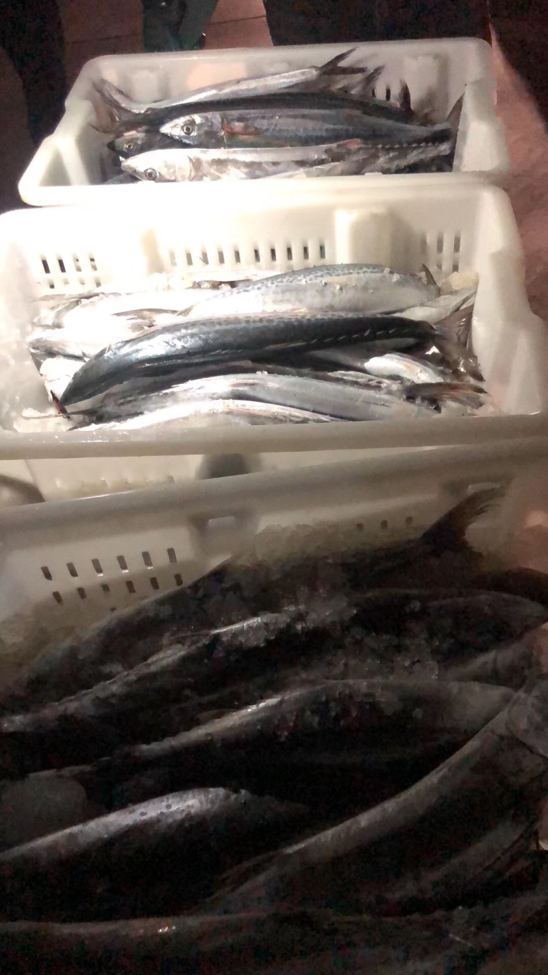 鲜马鲛鱼，春鲅鱼