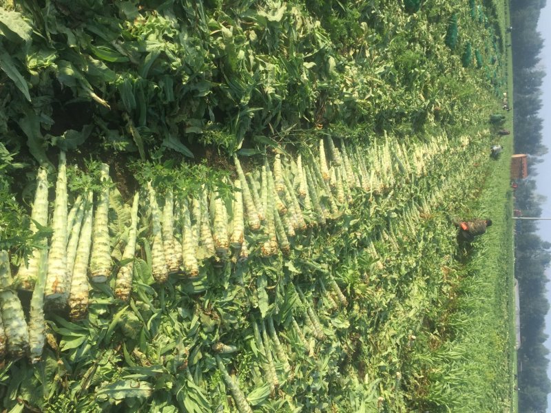 河北张家口坝上沽源县青皮莴笋莴苣量大货好产地直供