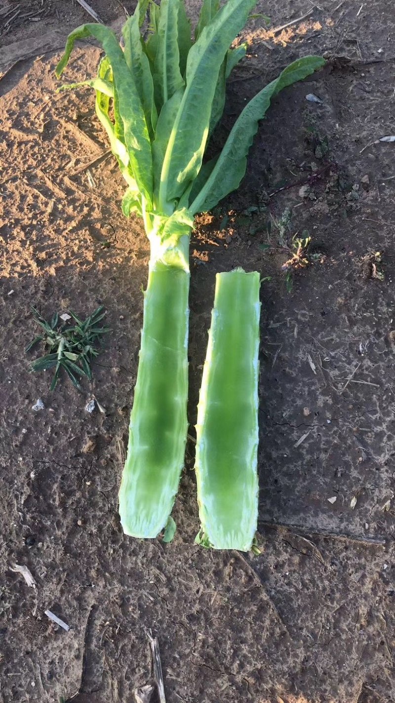 河北张家口张北县青皮尖叶莴笋莴苣量大货好产地直供