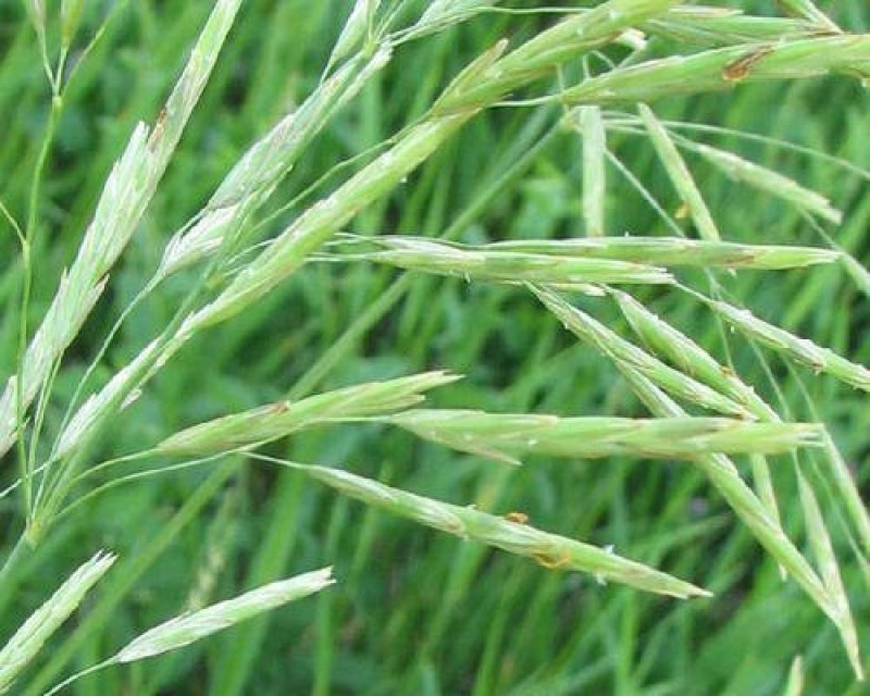 燕麦种子易活高产量饲料高营养春秋季种植草籽产量高燕麦牧草