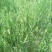 燕麦种子易活高产量饲料高营养春秋季种植草籽产量高燕麦牧草