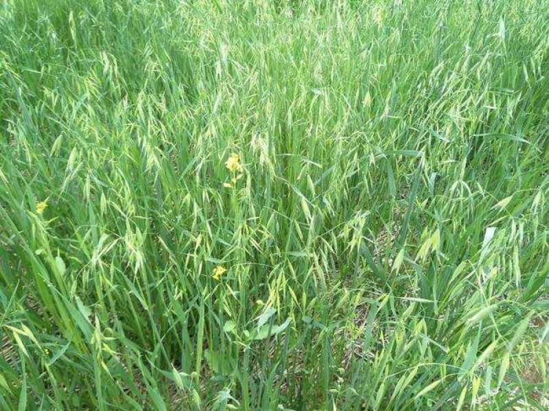 燕麦种子易活高产量饲料高营养春秋季种植草籽产量高燕麦牧草