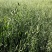 燕麦种子易活高产量饲料高营养春秋季种植草籽产量高燕麦牧草