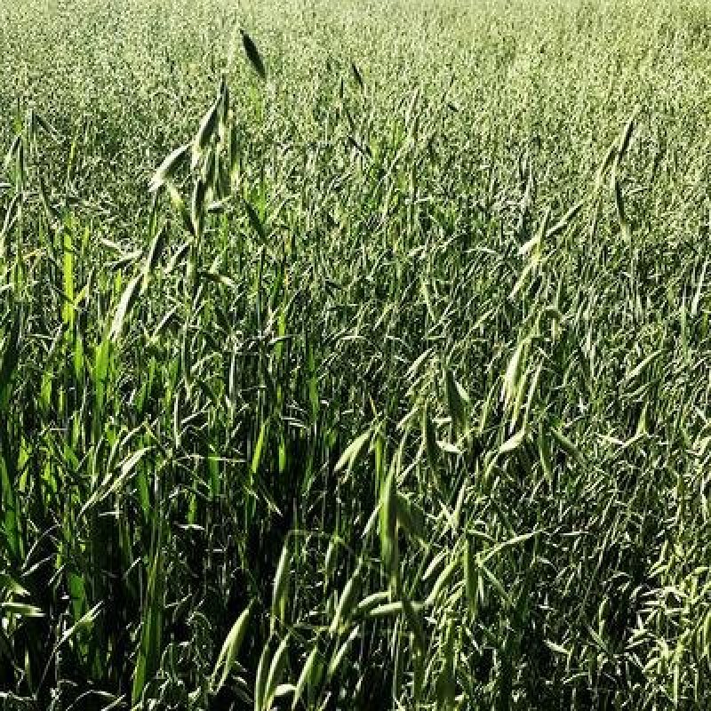 燕麦种子易活高产量饲料高营养春秋季种植草籽产量高燕麦牧草