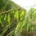 燕麦种子易活高产量饲料高营养春秋季种植草籽产量高燕麦牧草