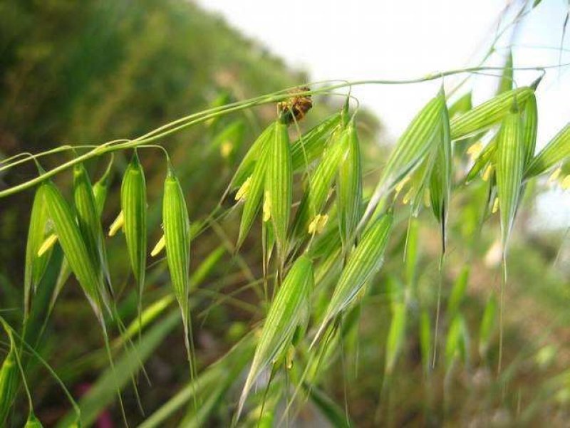 燕麦种子易活高产量饲料高营养春秋季种植草籽产量高燕麦牧草