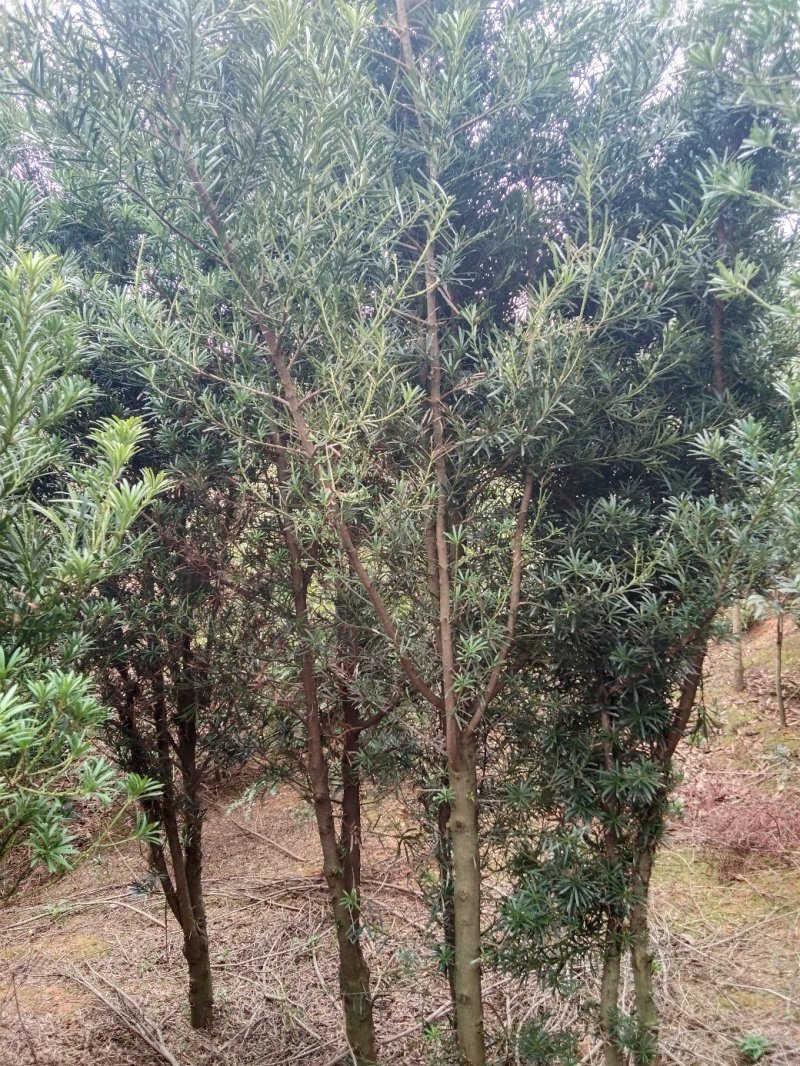 罗汉松