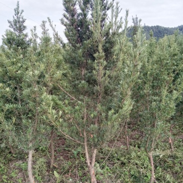 罗汉松