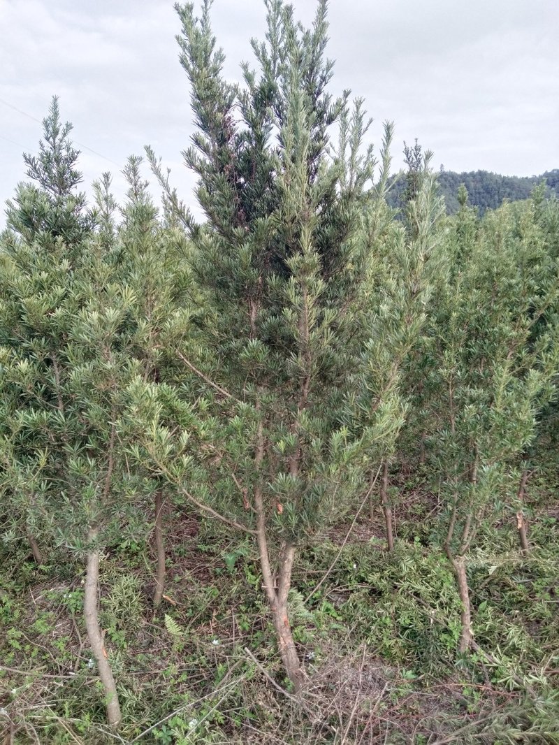 罗汉松