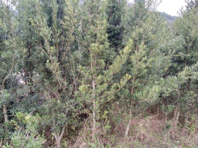罗汉松