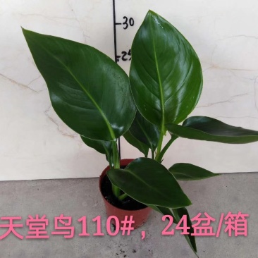 110#天堂鸟，24盆/箱，8.5