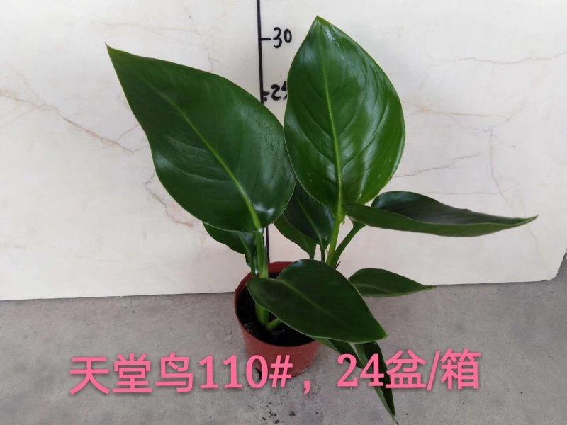 110#天堂鸟，24盆/箱，8.5