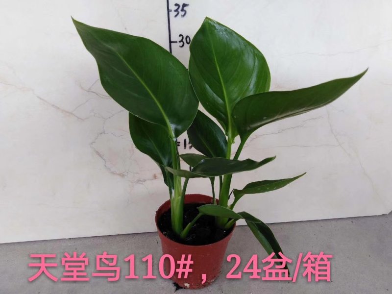110#天堂鸟，24盆/箱，8.5