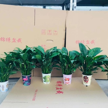 彩绘杯多花美酒一件20盆12元