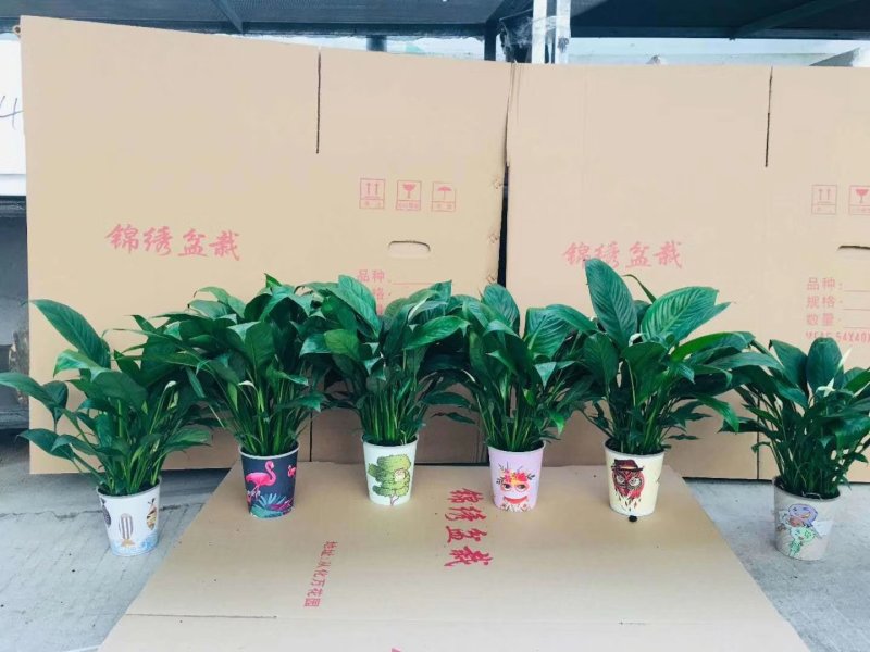 彩绘杯多花美酒一件20盆12元