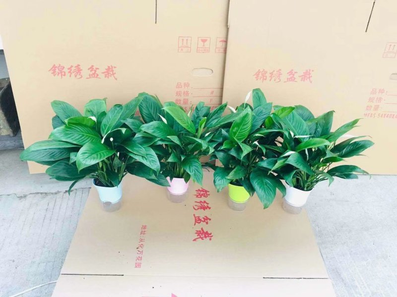 吸水杯多花美酒一件20盆13元