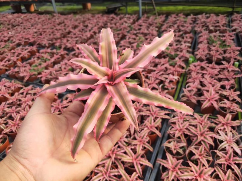 90姬凤梨40盆/箱3.5