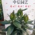 阳光A白百合高度：45～60cm花苞数：9～13个