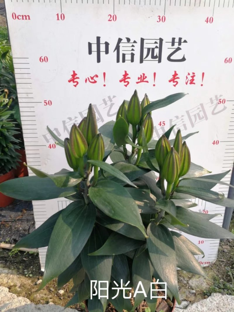 阳光A白百合高度：45～60cm花苞数：9～13个