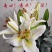 阳光A白百合高度：45～60cm花苞数：9～13个