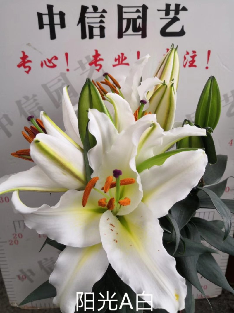 阳光A白百合高度：45～60cm花苞数：9～13个