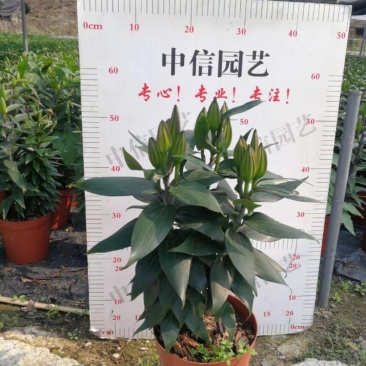 阳光A白百合高度：45～60cm花苞数：9～13个
