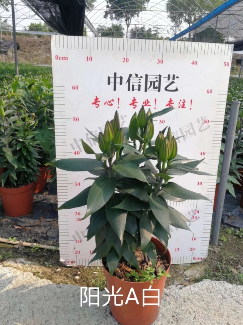 阳光A白百合高度：45～60cm花苞数：9～13个