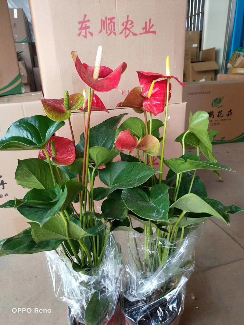 150杯大维多，花红叶茂，一件28个装，13元