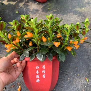 145的A级金鱼花一箱：20棵，价钱：11元！质量保证