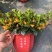 145的A级金鱼花一箱：20棵，价钱：11元！质量保证