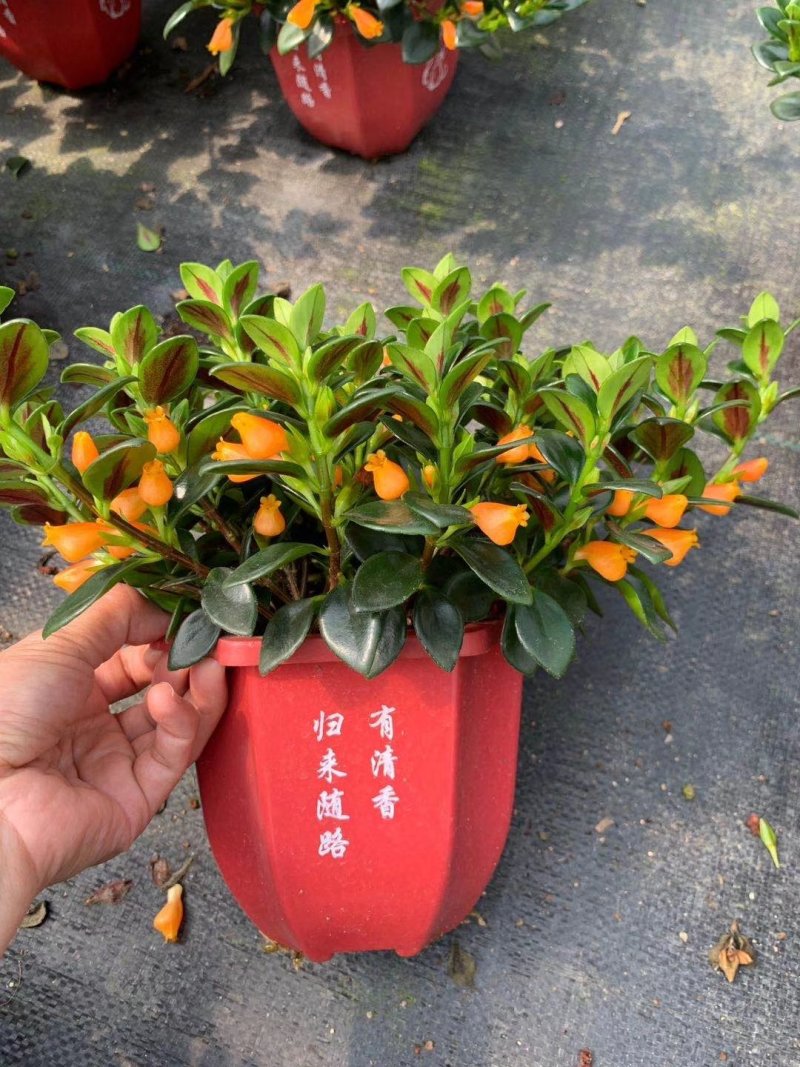 145的A级金鱼花一箱：20棵，价钱：11元！质量保证