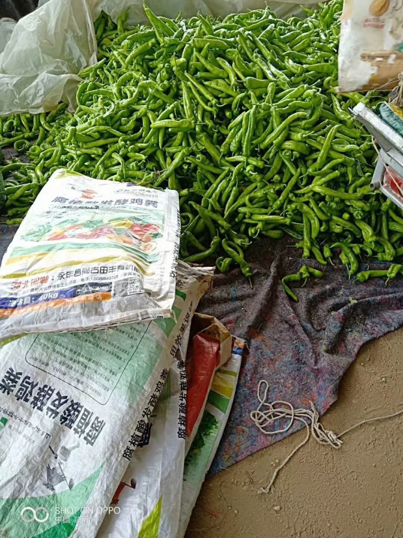 腐植酸发酵鸡粪，蔬菜瓜果专用肥。有机肥，鸡粪，发酵鸡粪，