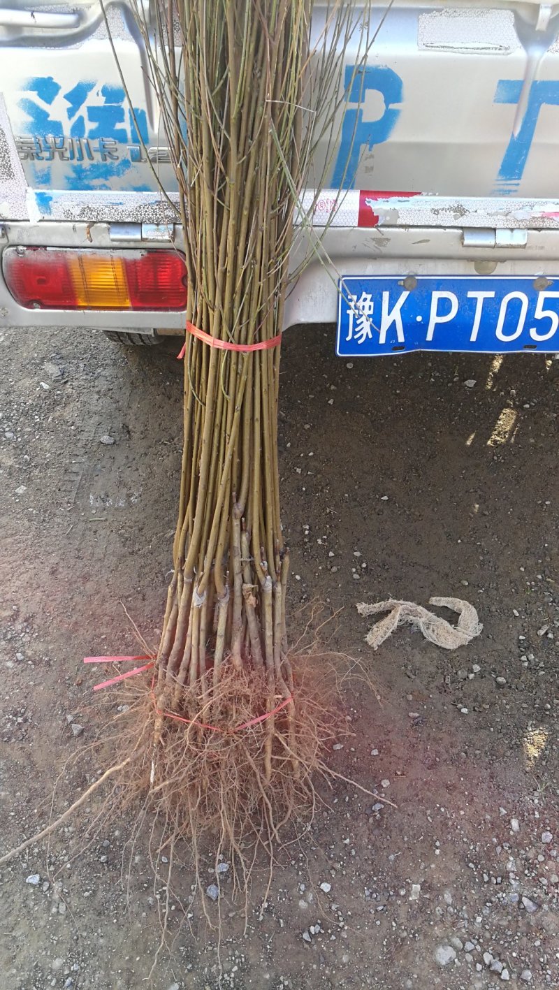 龙柱碧桃，别名召手桃，河南鄢陵货源，自家苗圃无中介。