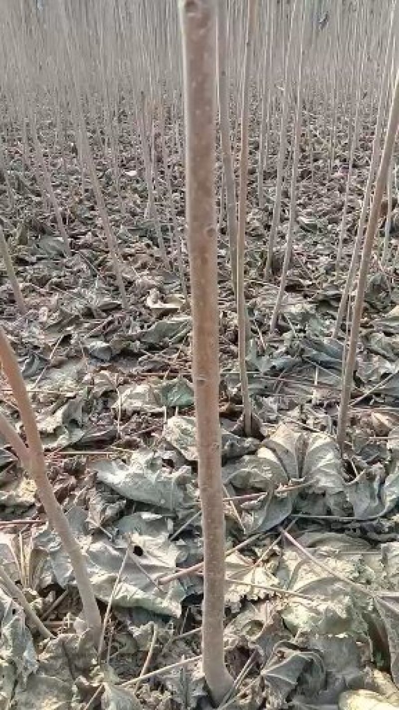梓树