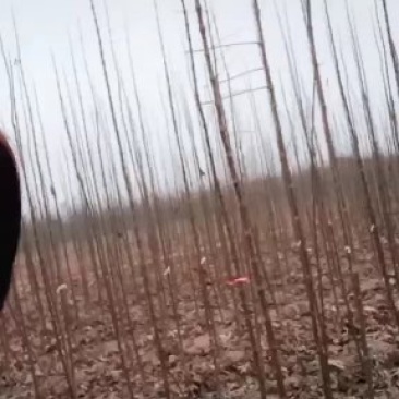 楸树