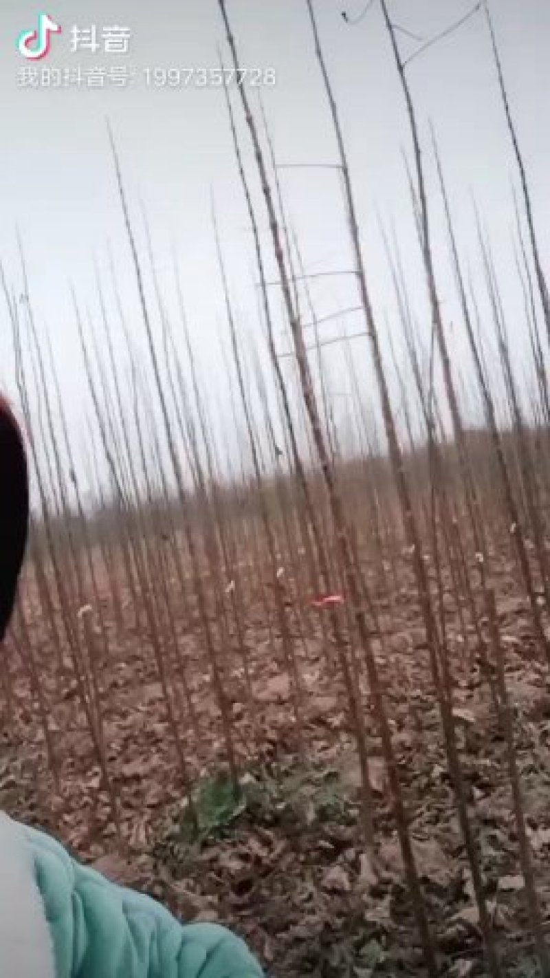 楸树
