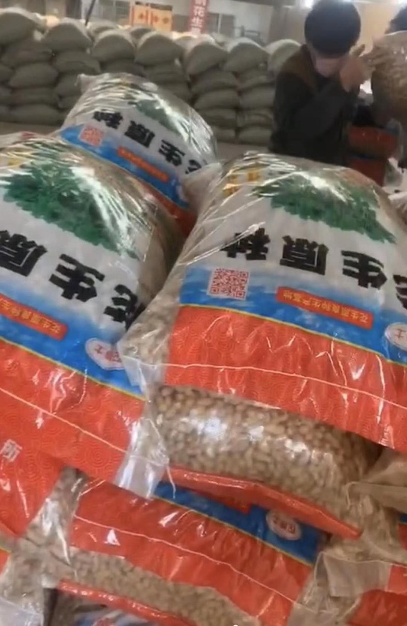 花生，精品果花育16鲁花8号好吃出油率高