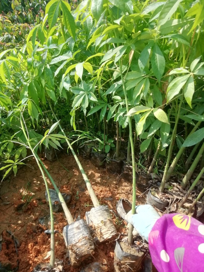 木棉苗，美丽木棉营养小袋苗适合路边公园旅游景区种植