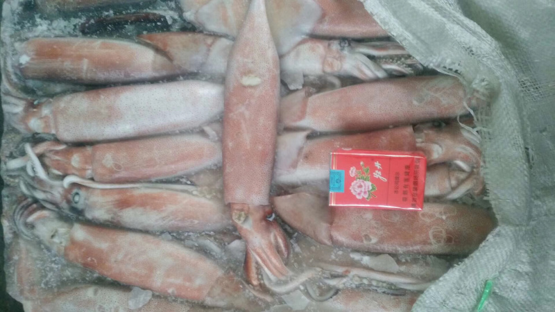 鱿鱼各种规格的鱿鱼都有一手好货
