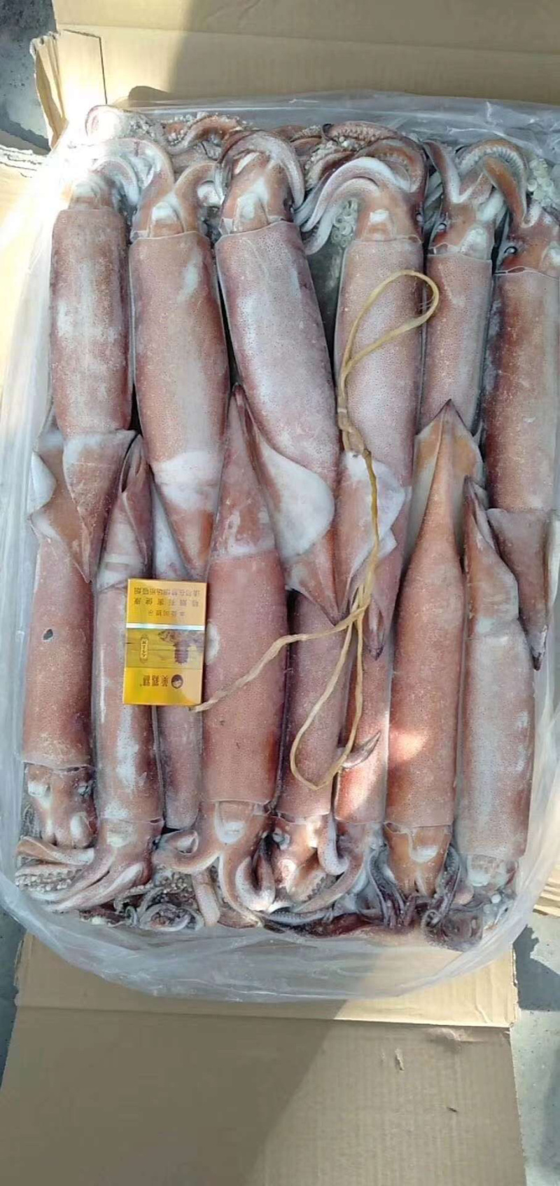 鱿鱼各种规格的鱿鱼都有一手好货