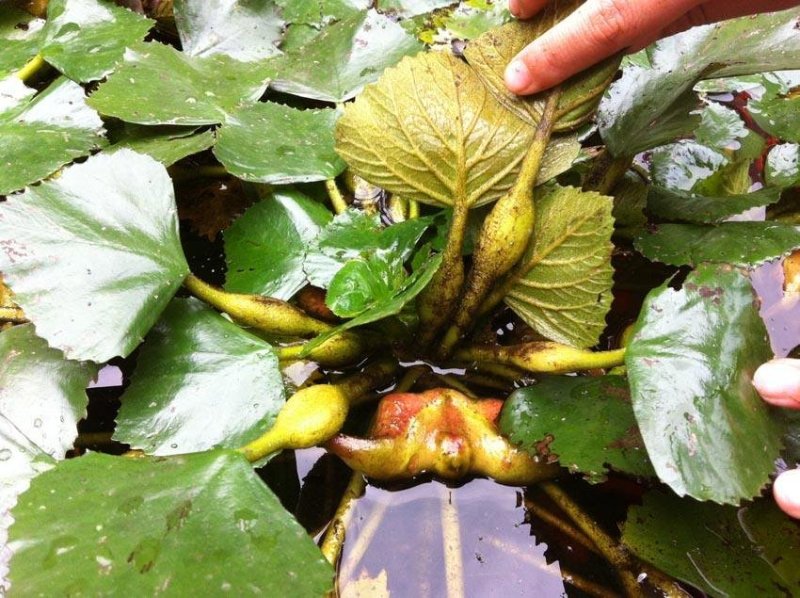 菱角苗水生植物漂浮食用菱角好成活保质保量欢迎选购