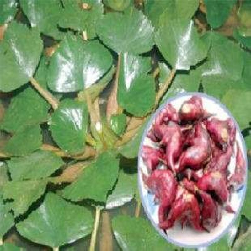 菱角苗水生植物漂浮食用菱角好成活保质保量欢迎选购