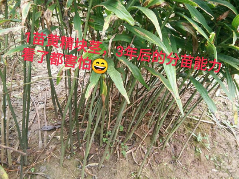 真正高产四川多花黄精种子，黄精种籽苗黄精块茎提供技术回收