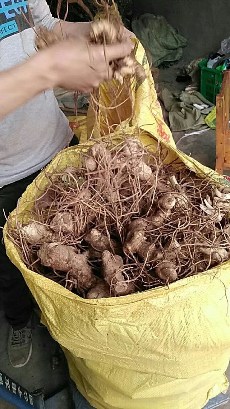 真正高产四川多花黄精种子，黄精种籽苗黄精块茎提供技术回收