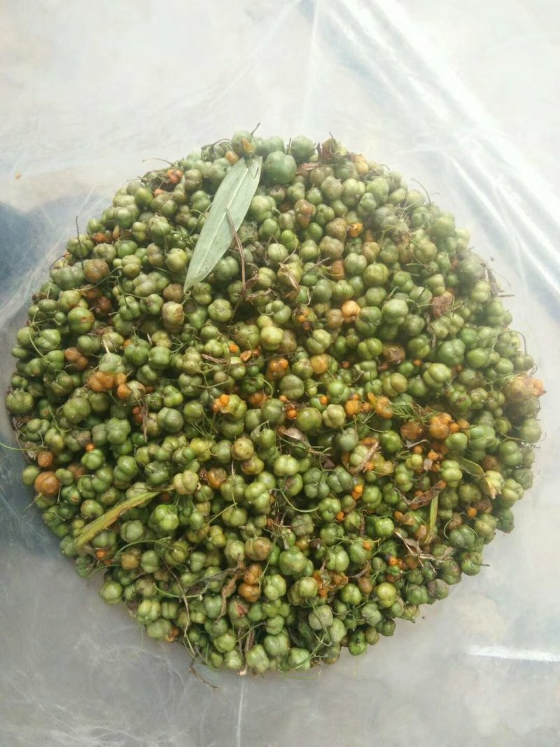 真正高产四川多花黄精种子，黄精种籽苗黄精块茎提供技术回收