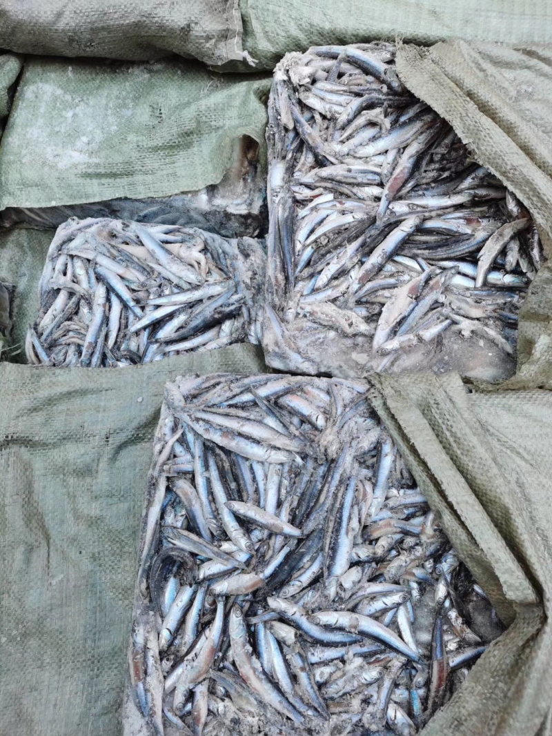 清水烂提鱼饲料鱼几锅都有冷热水